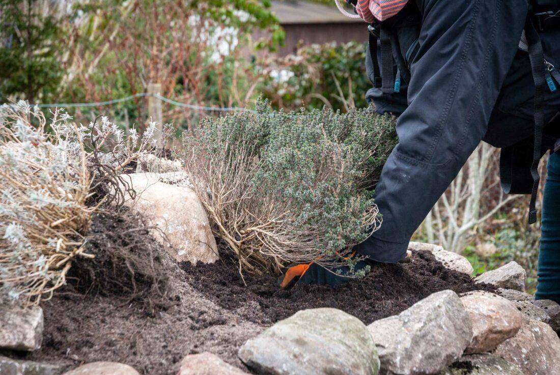 Kräuterspirale bepflanzen: Eine Frau setzt einen Thymianstrauch ein. 