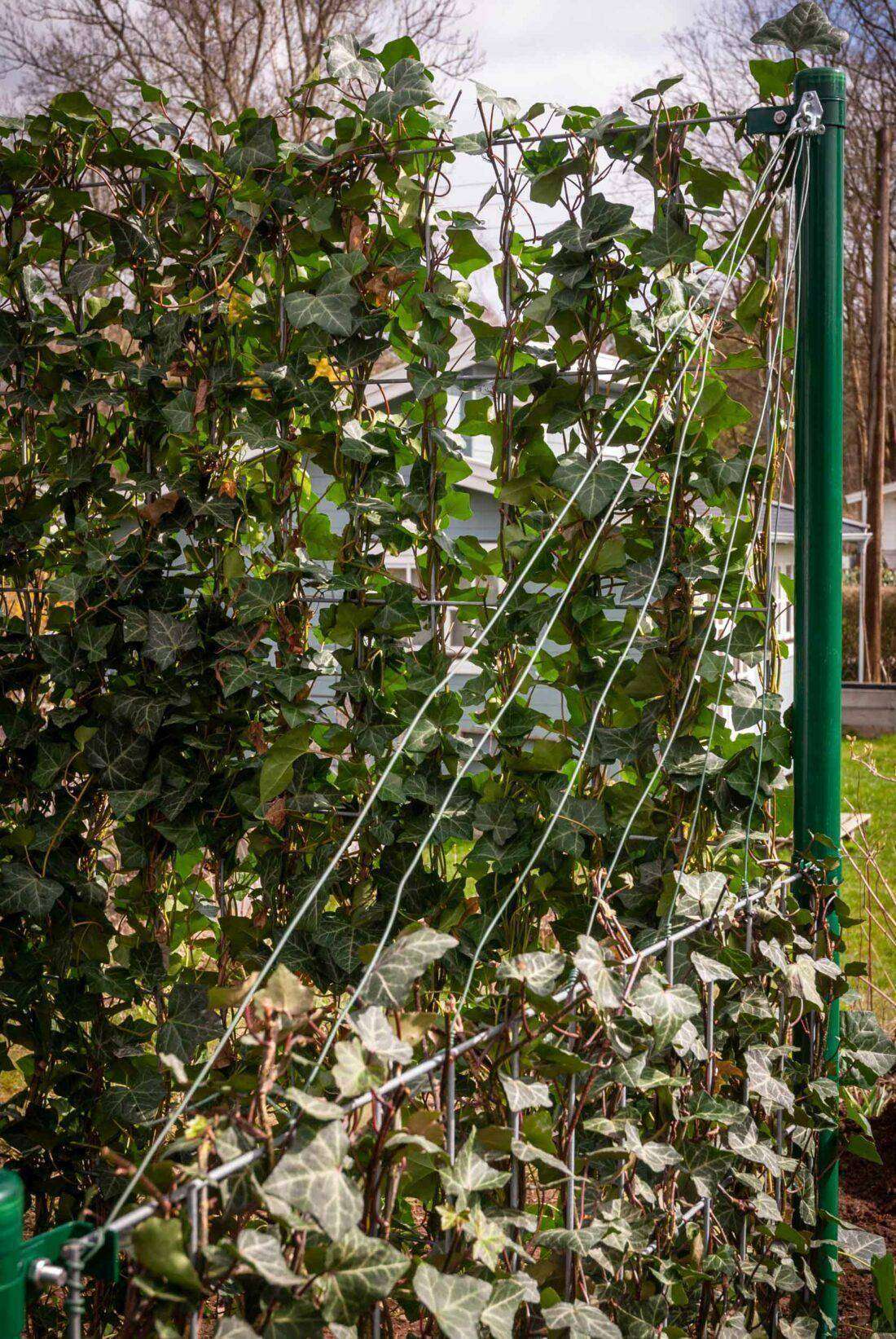 Ansicht eines Sichtschutzes auf einer Terrasse