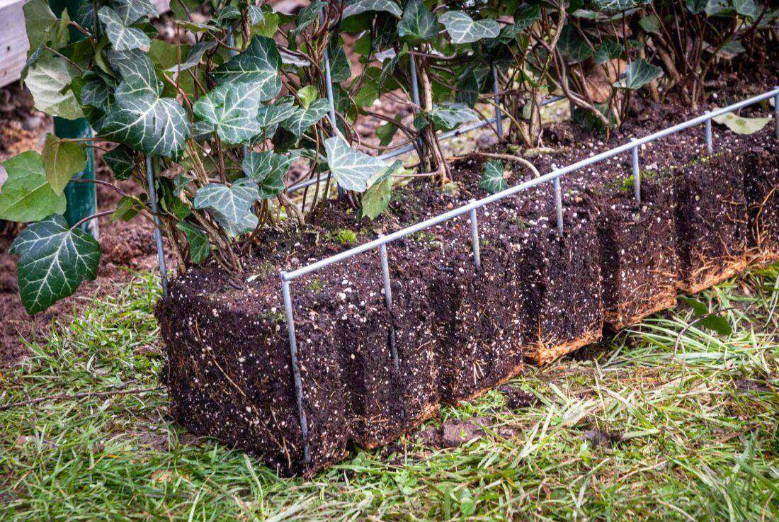 Sichtschutz Terrasse: Ansicht eines Zaunelements, das mit Efeu bewachsen ist. 