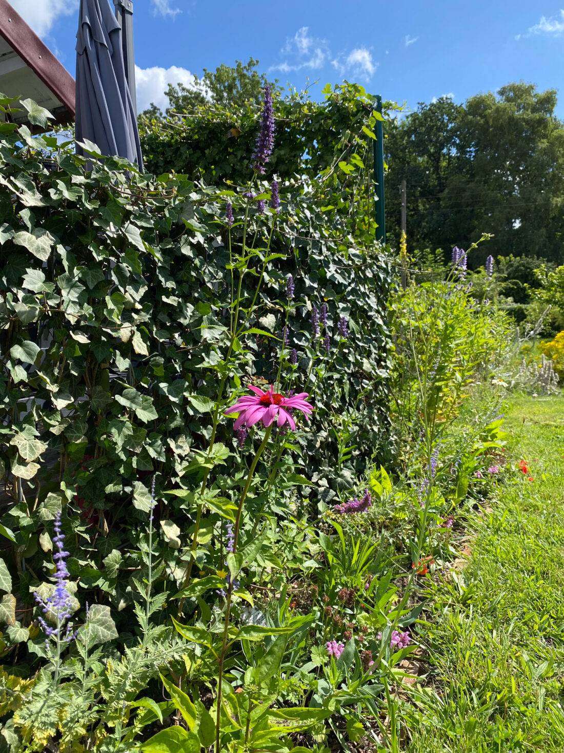 Blick auf ein Staudenbeet in sonniger Lage