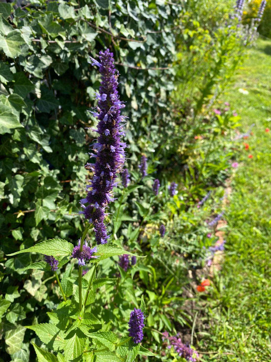 Duftnessel in Blüte