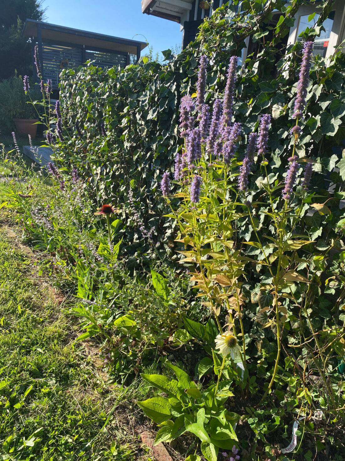 Blick auf ein Staudenbeet in der Sonne. 