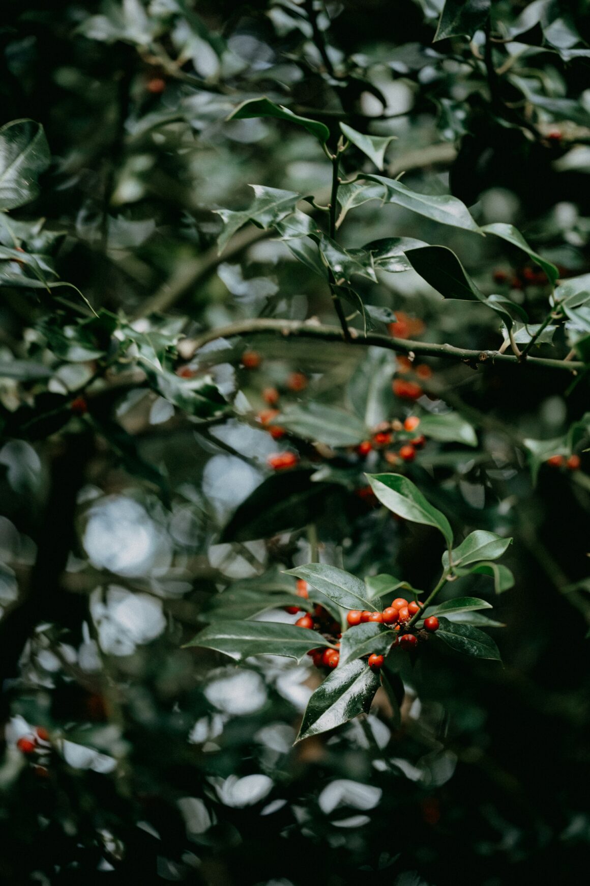 Ilex ist ein Klassiker unter den immergrünen Heckenpflanzen.