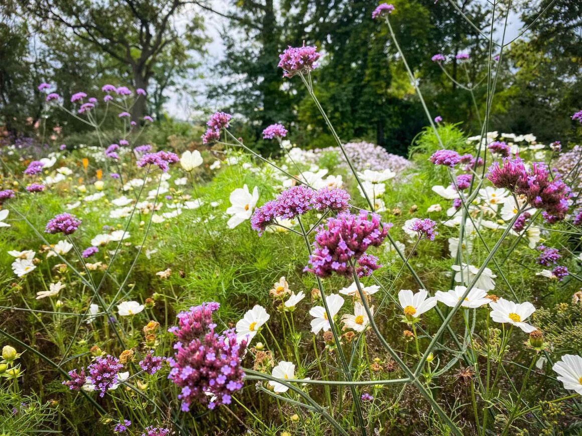 Staudenbeete auf der BUGA 2021 in Erfurt.