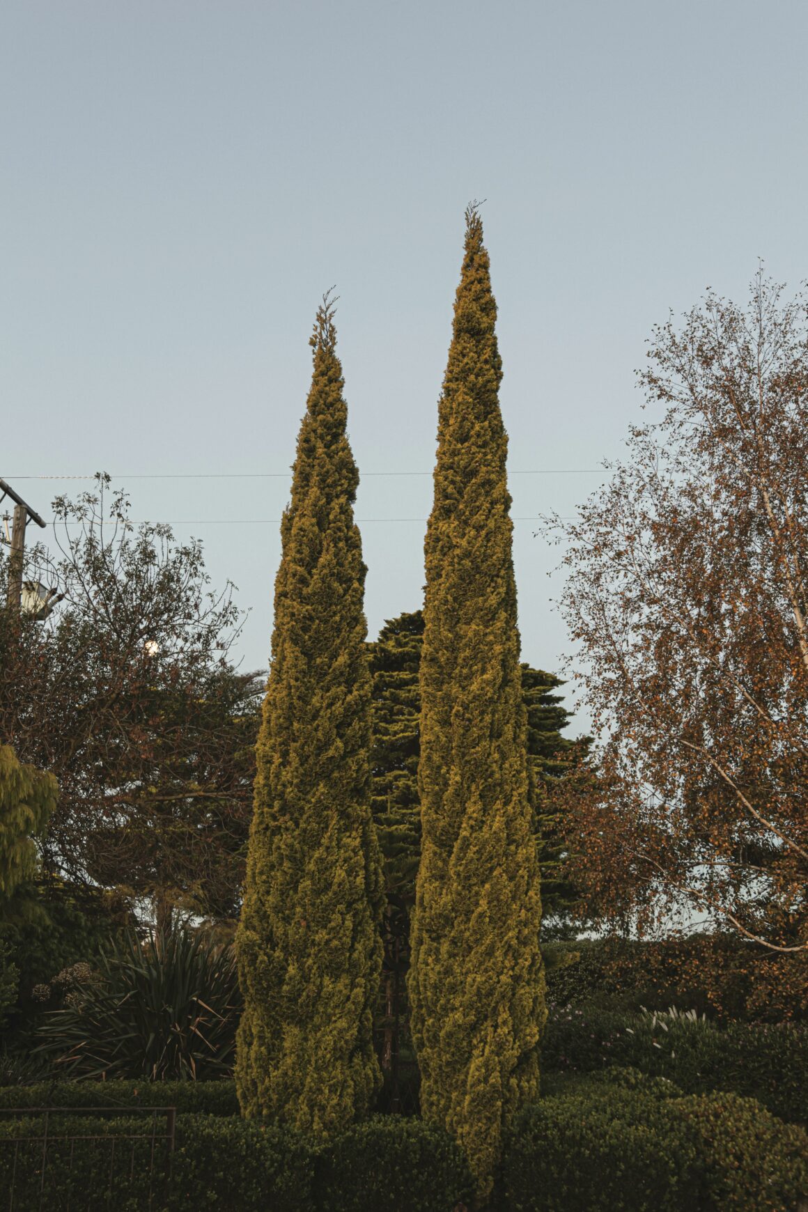 Zwei Scheinzypressen, die als Bäume und nicht als Hecke wachsen. 