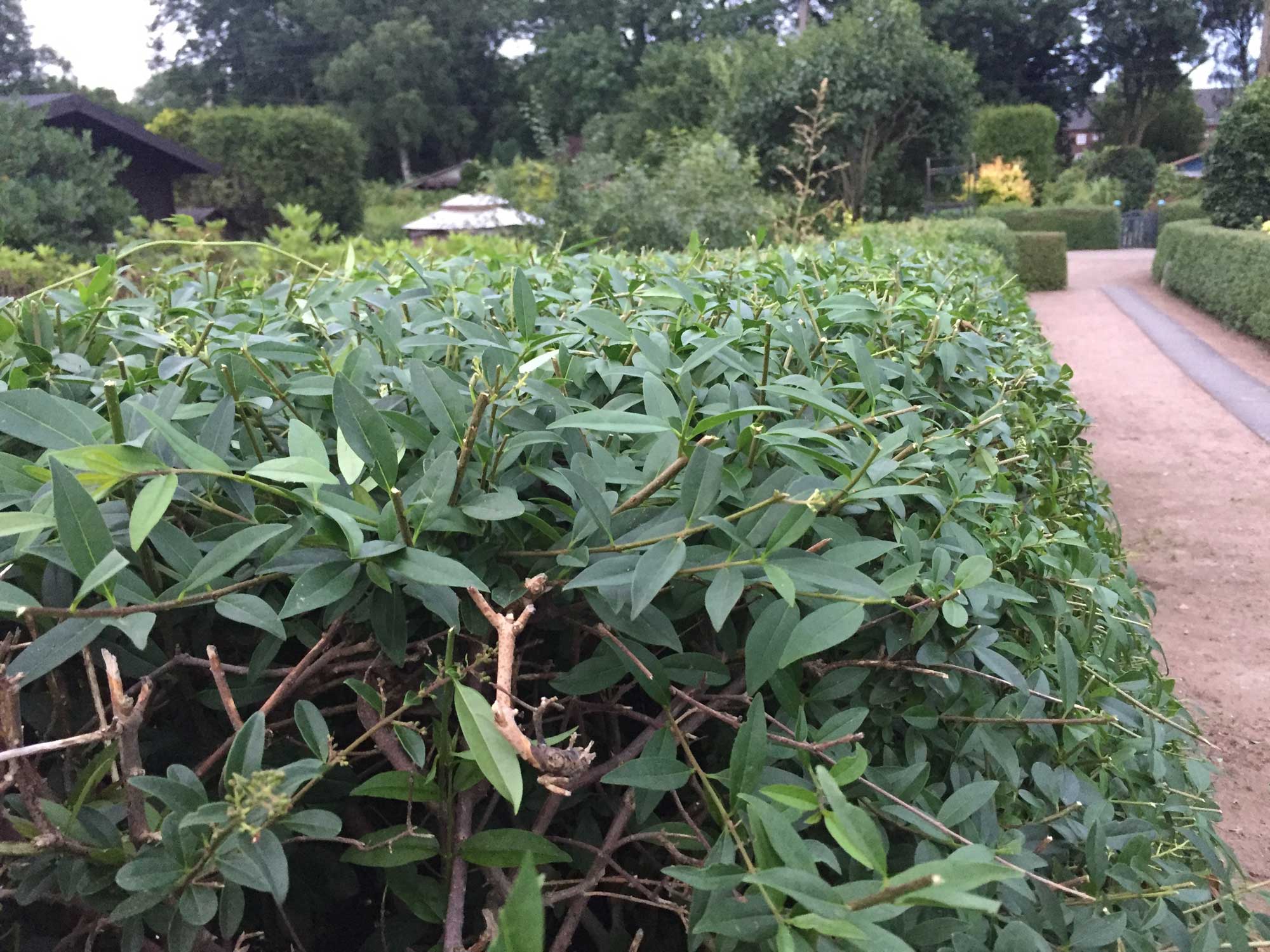 Hecke schneiden: Detail nachher.