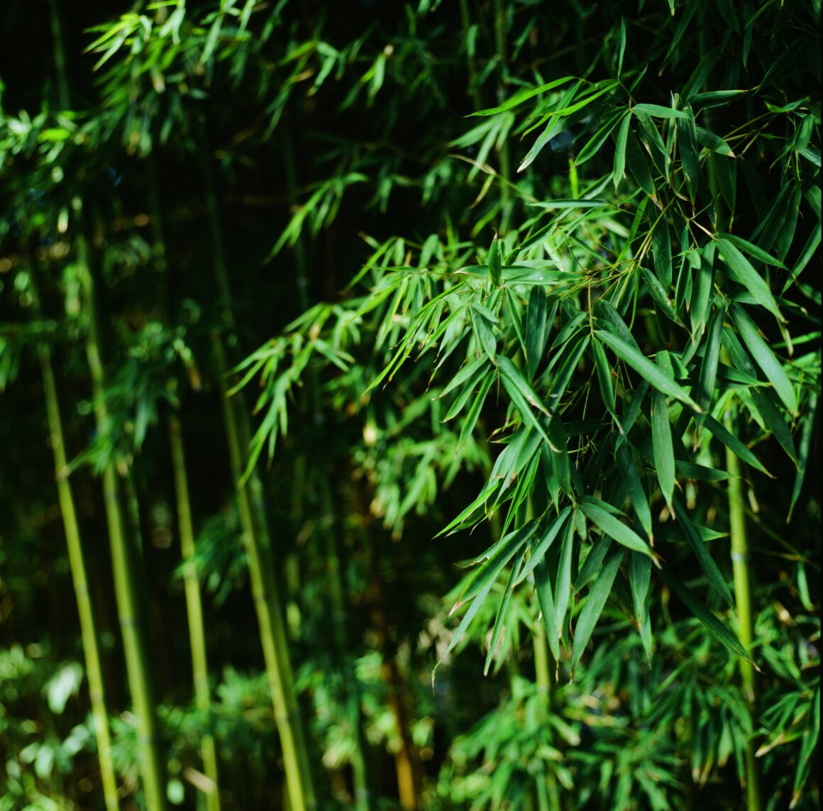Bambus ist ein eher moderner Vertreter der immergrünen Heckenpflanzen. 
