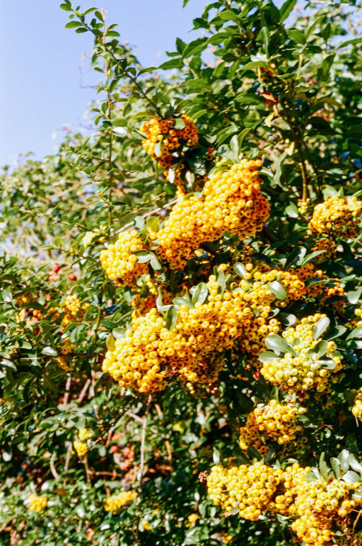 Feuerdorn gibt es in gelb, rot und orange. Die Früchte sind bei Vögeln sehr beliebt. 