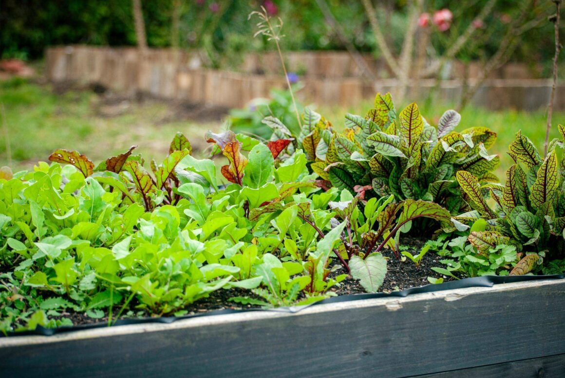 Wintergemüse: Blick in ein Beet mit Rucola, Rote Bete und Sauerampfer.