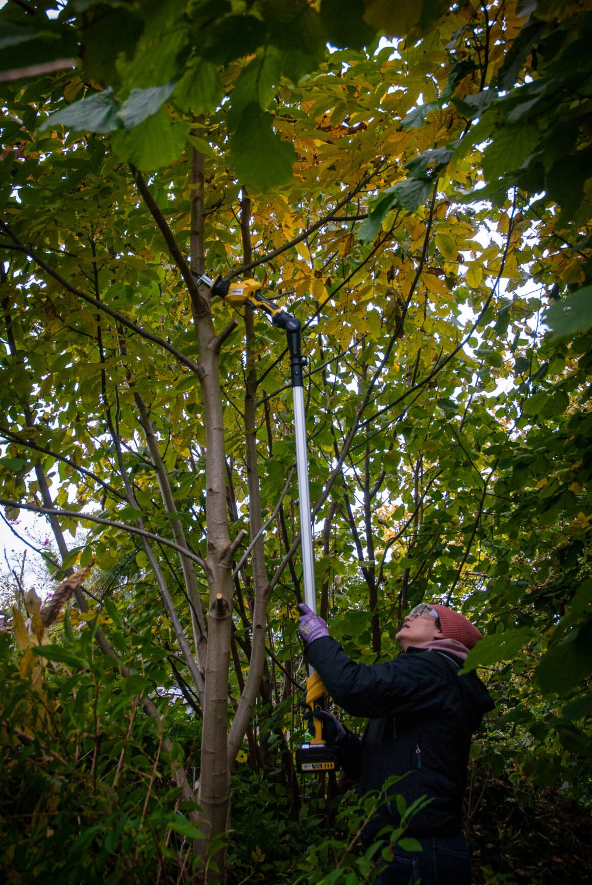 Deborah Hucht beim Schneiden von einem Baum.