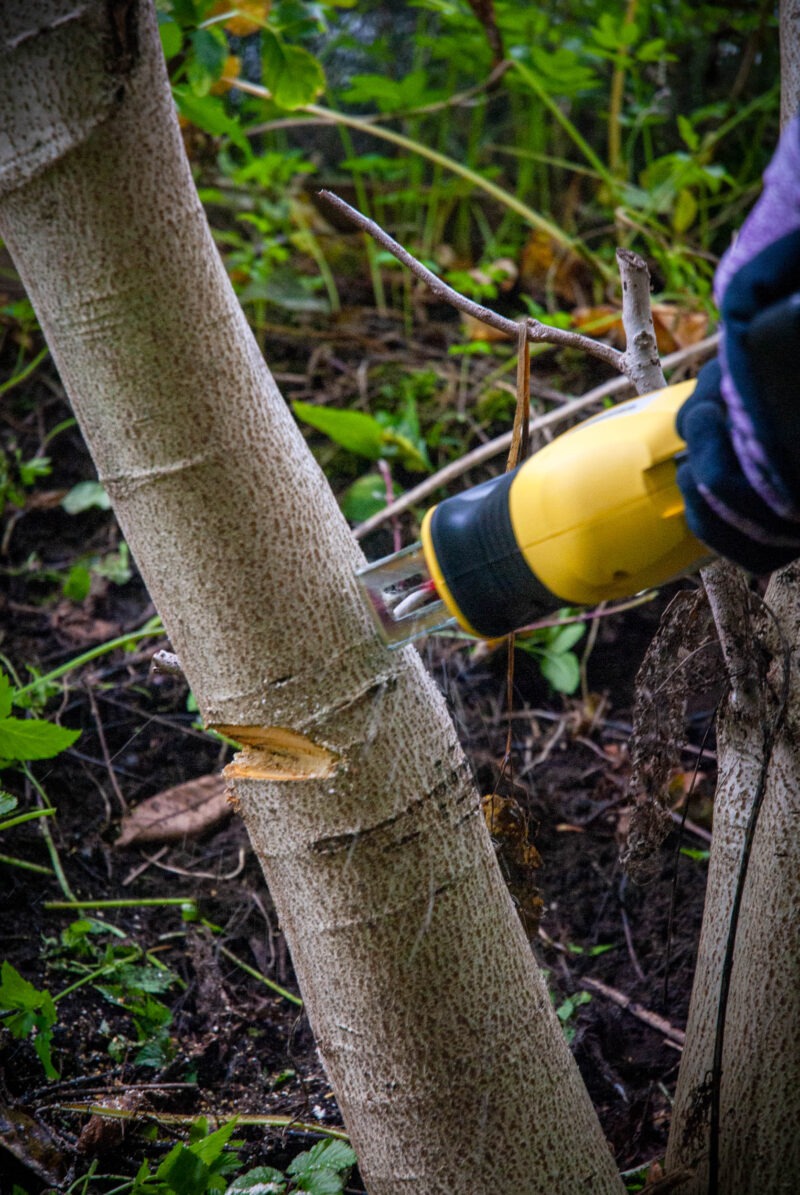 Entlastungschnitt beim Bäume schneiden