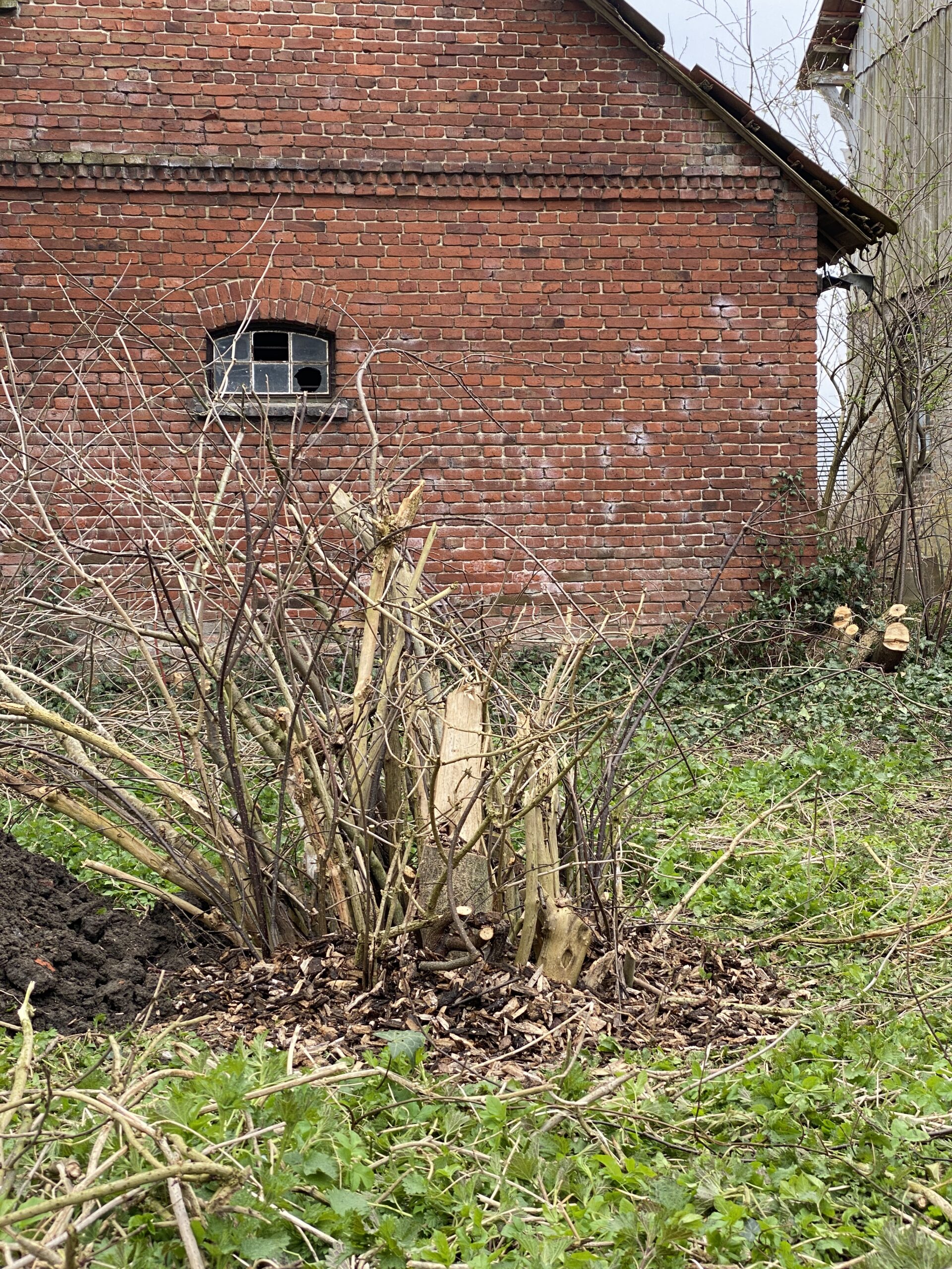 Ein Käferkeller vor einem alten Stall aus Ziegelsteinen.